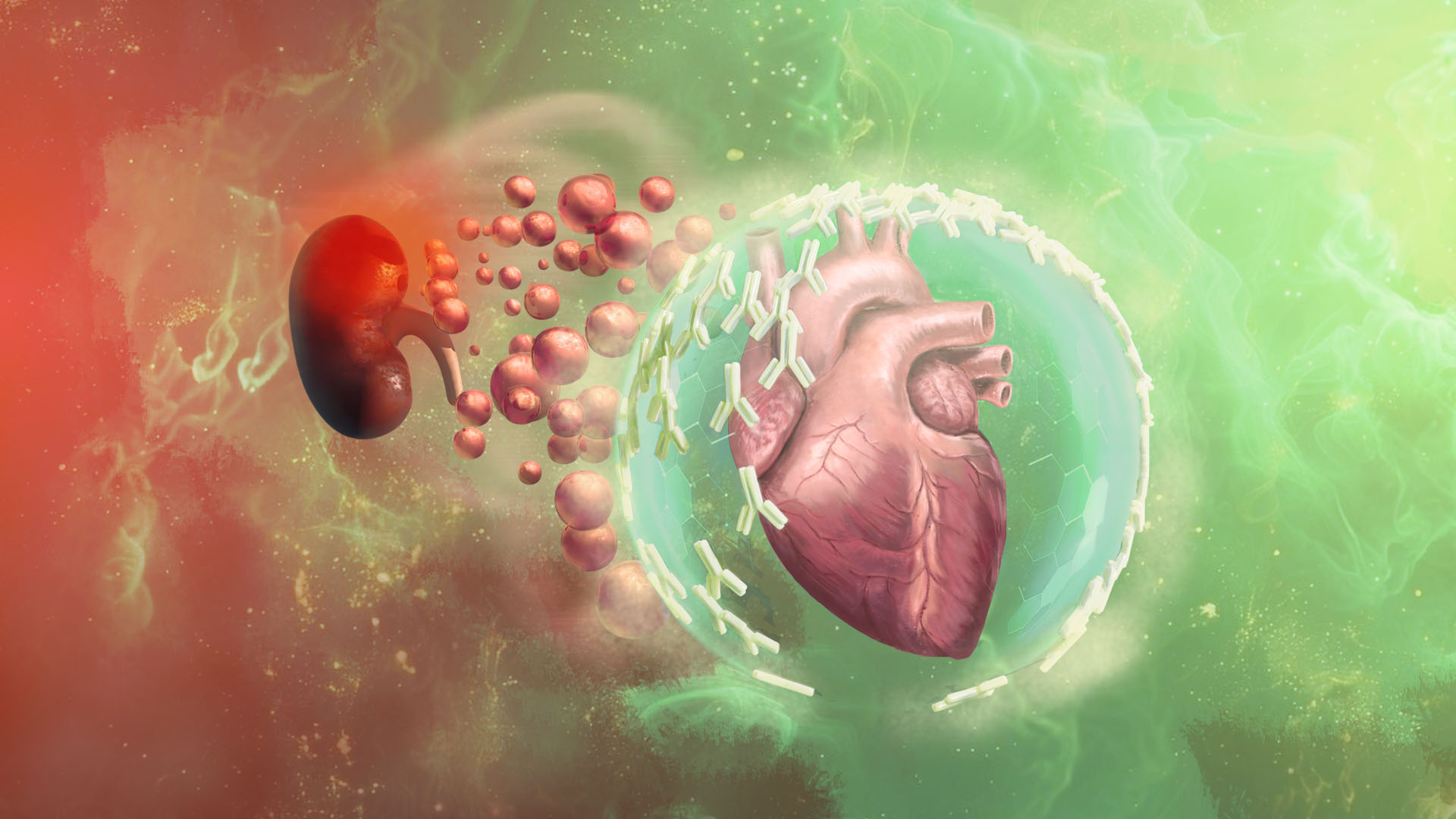 Launching a Cardiorenal Biotech with a Website That Explains Its Science